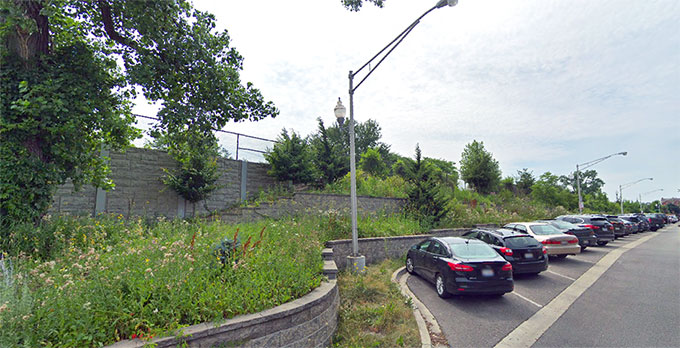 A photo of greenery and wild plants along the Metra tracks at Foster and Ravenswood